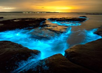 Discover the Bioluminescent Wonder of Jervis Bay