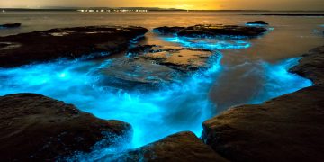 Discover the Bioluminescent Wonder of Jervis Bay