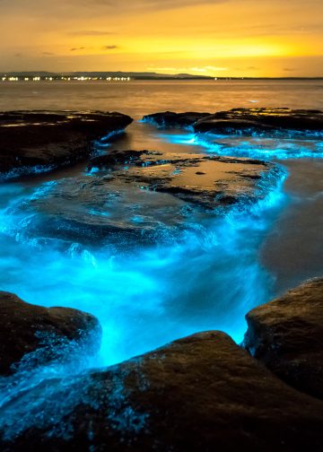 Discover the Bioluminescent Wonder of Jervis Bay